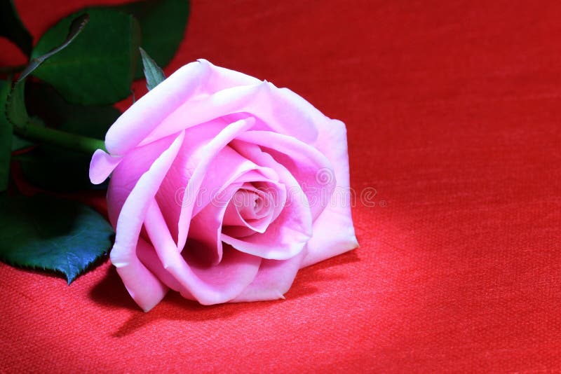 Pink Rose on Red