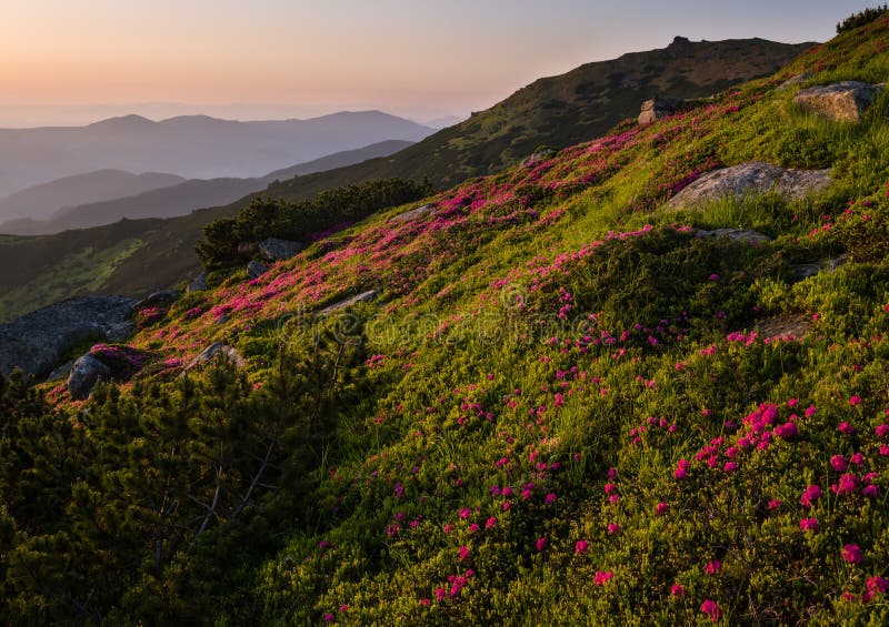 Pink Rose Rhododendron Flowers On Summer Mountain Slope Carpathian