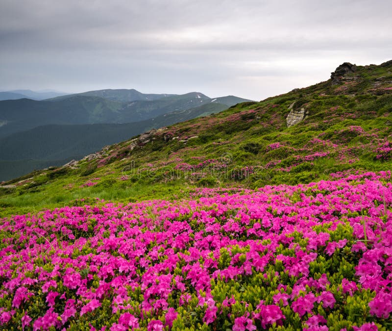 Pink Rose Rhododendron Flowers On Summer Mountain Slope Stock Image