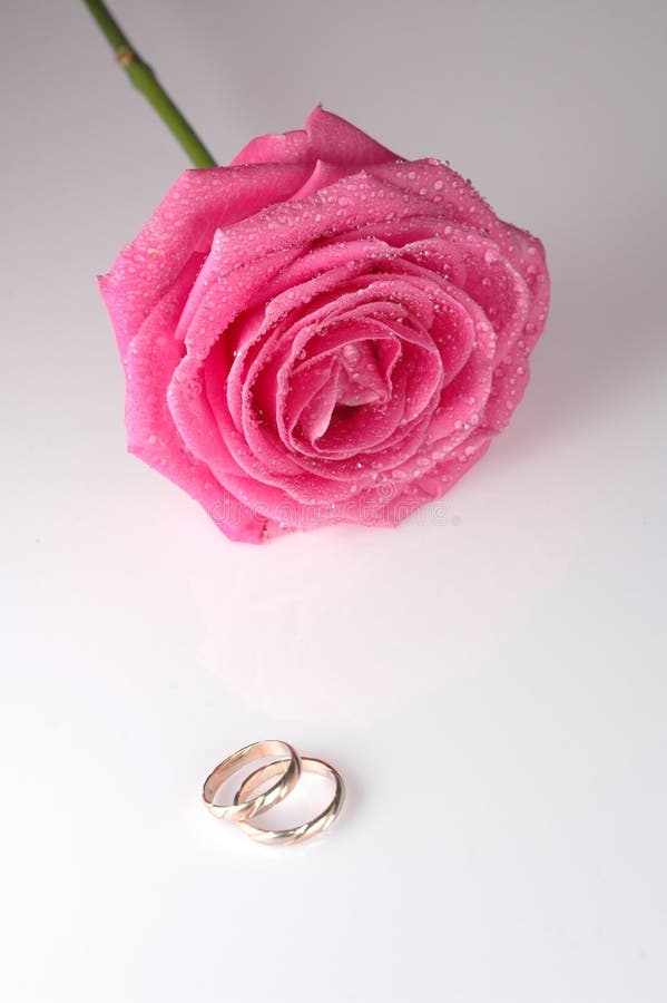 Pink rose with rings