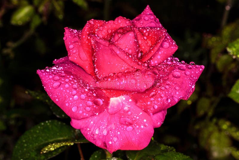 Pink Rose Rose In Drops Of Dew Stock Image Image Of Background