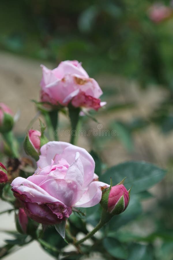 Best Pink Rose stock image. Image of roses, peony, petal 272610765