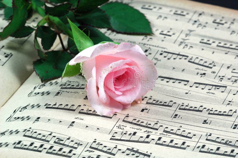 Pink rose and sheet music stock image. Image of plant 5506805