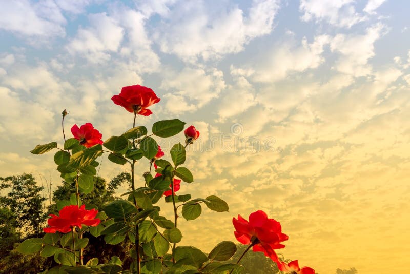 Pink rose on sky