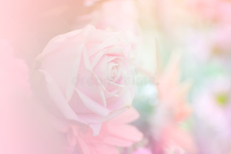 Pink rose soft focus for background