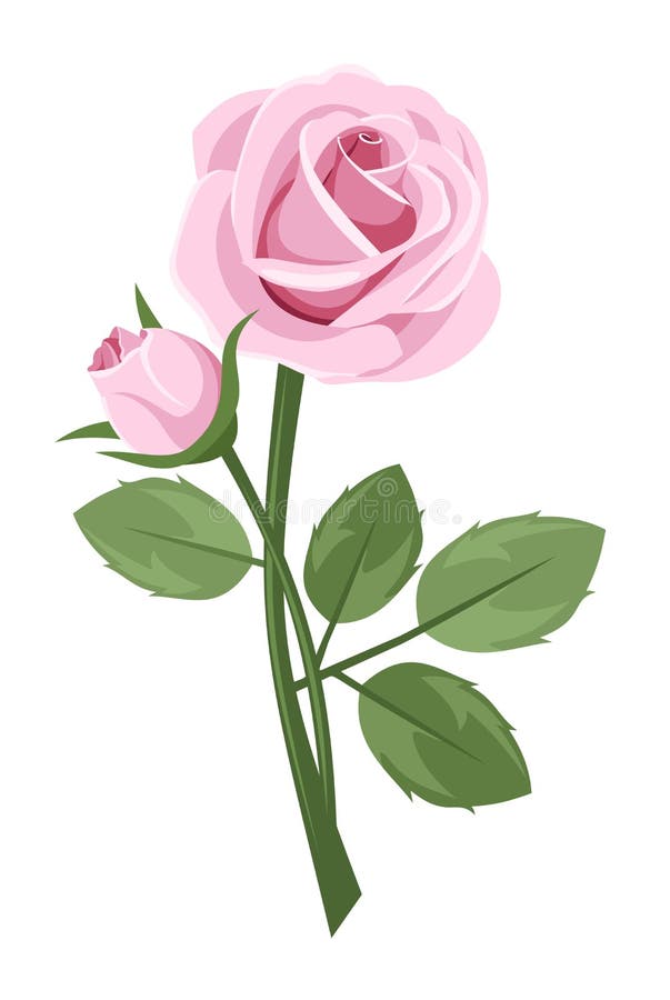 Pink Rose With Stem Isolated On White. Stock Vector - Image: 28991180