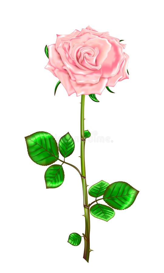 Pink Rose with Stem and Leaves on a White Background.Vector ...