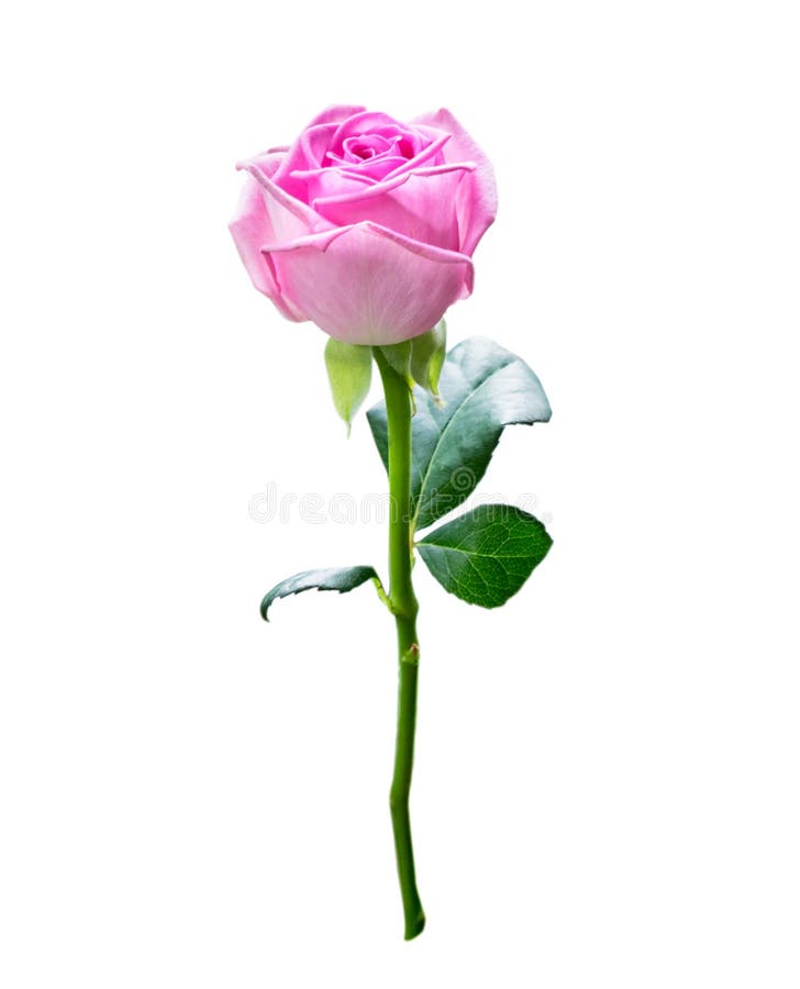 38,278 Pink Rose Stem Photos - Free & Royalty-Free Stock Photos from ...