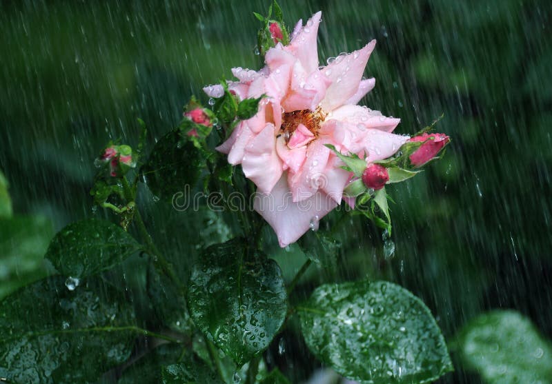 Pink rose under rain stock image. Image of park, growing 251435885