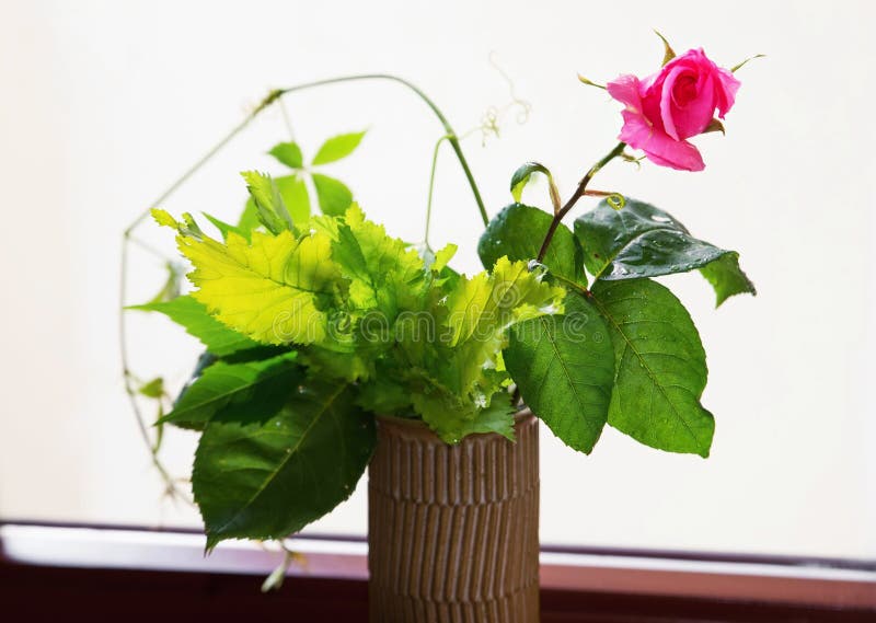 Pink rose in vase. stock photo. Image of bouquet, lighting 74175982