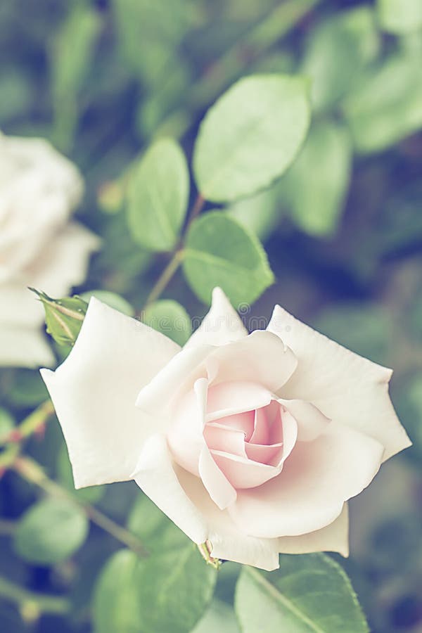 Pink Rose, Vintage Background Stock Photo Image of leaf, bloom 203283100