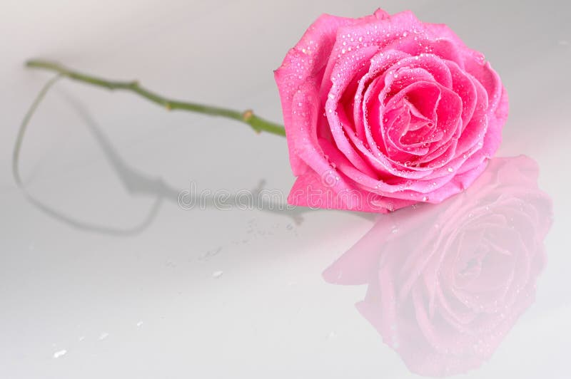 Pink rose with water drops