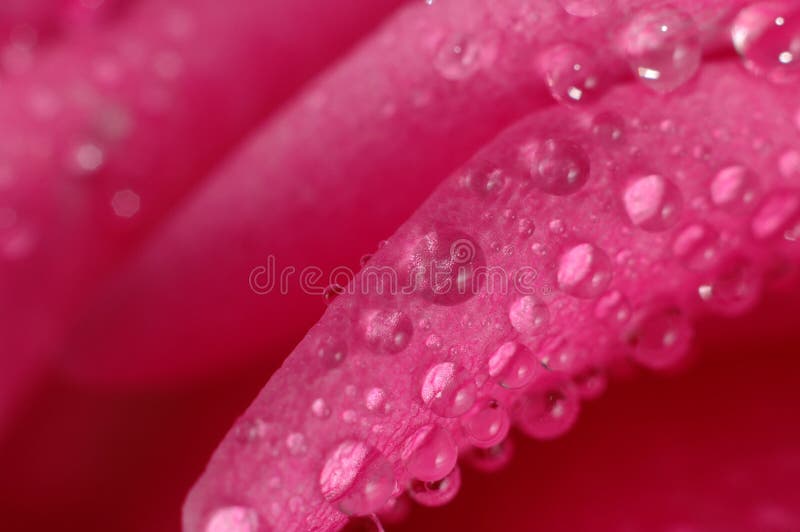 Pink rose with water drops