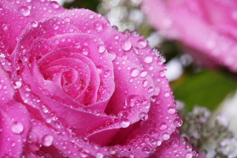 Pink rose with water drops stock image. Image of daisy 40171767