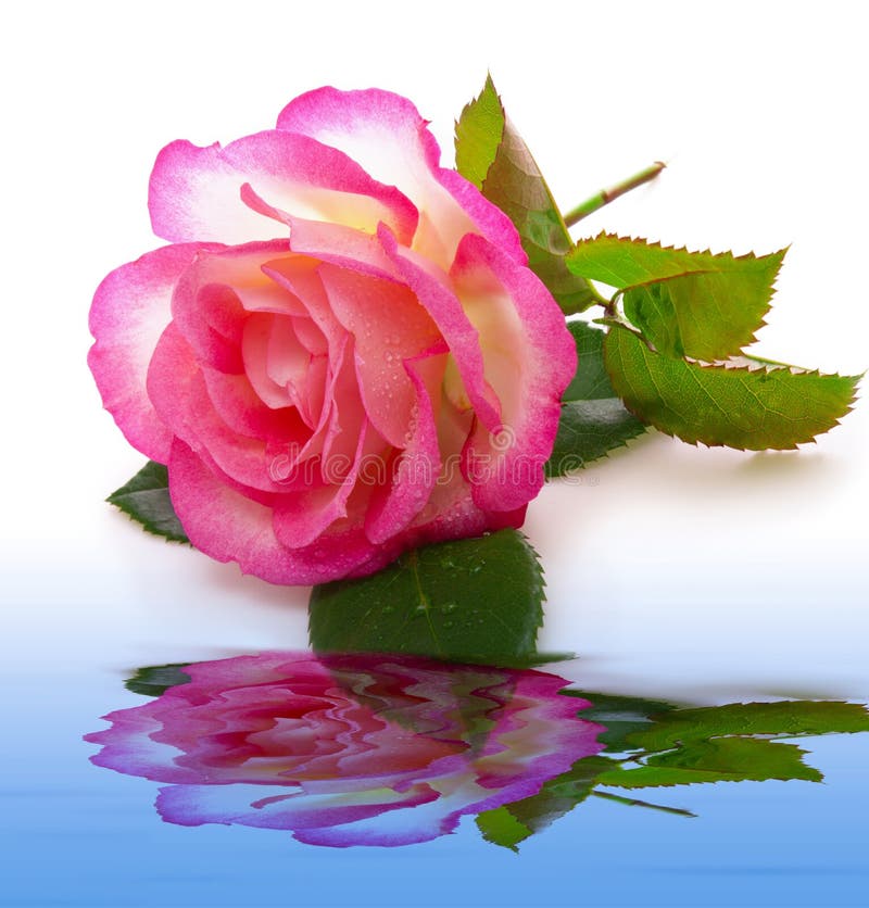 Pink rose and water reflection.