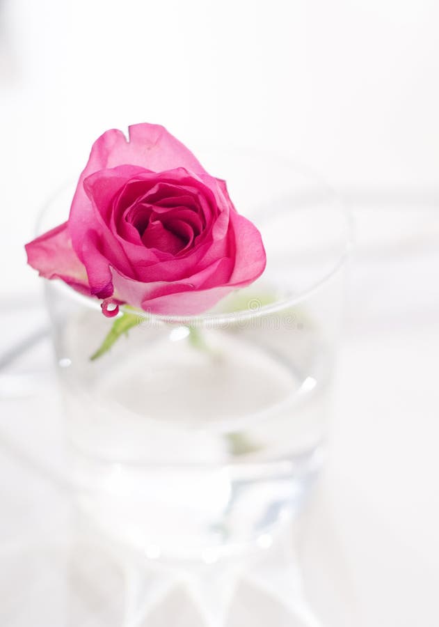 Pink rose in water stock image. Image of shallow, types 50411377
