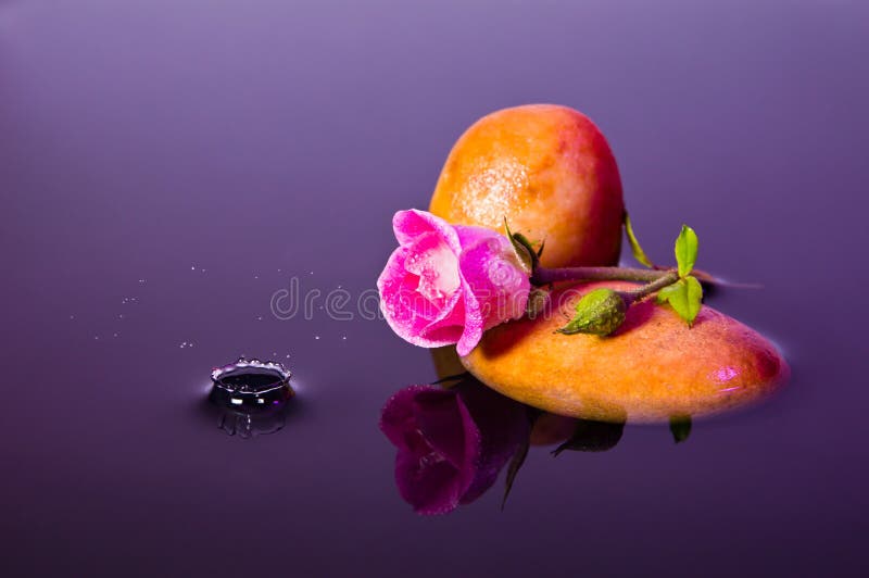 Pink Rose Water Splash04852 Stock Image Image of beautiful, liquid