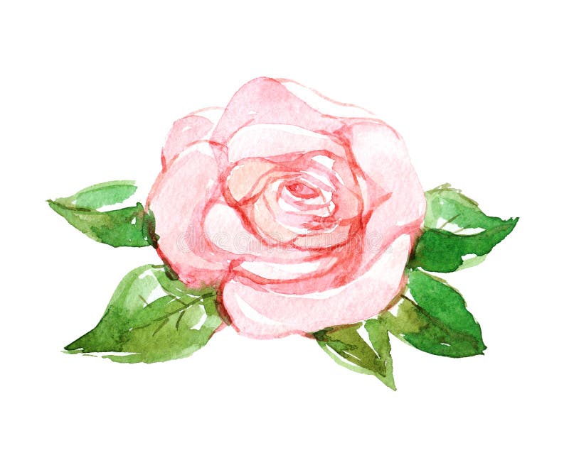 Pink rose stock illustration. Illustration of leaf, graphic - 57494354