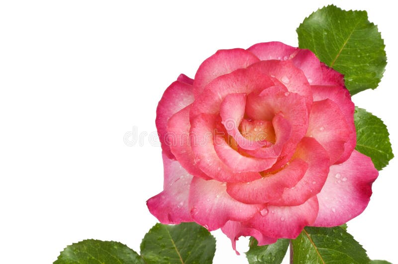 Pink Rose White Background