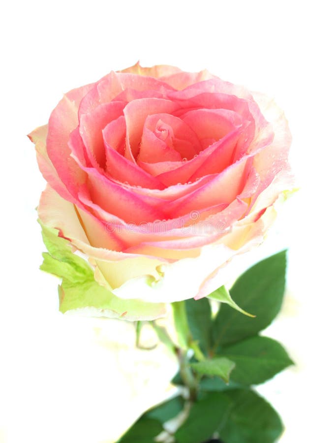 The pink rose on white background