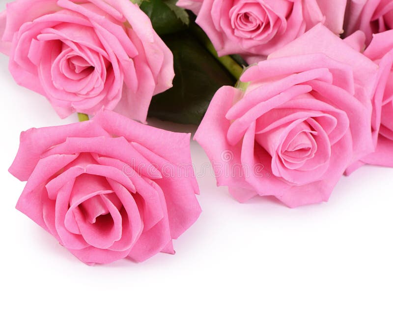 Pink Rose on a White Background Stock Photo Image of anniversary