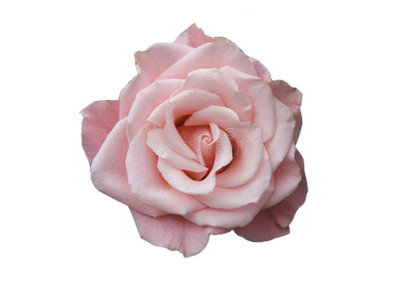 Pink Rose on White Background Stock Photo Image of sheet, background
