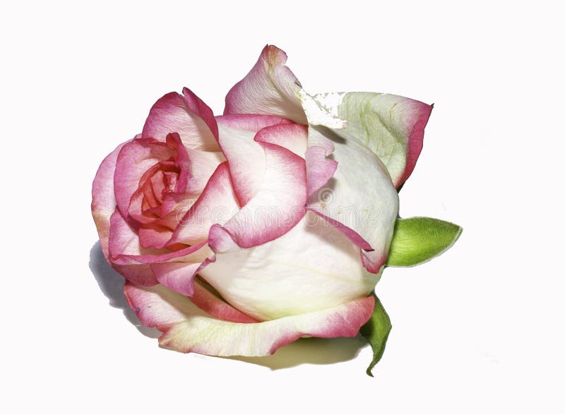 Pink Rose on White, Pink Rose on White Background, Pink Rose Stock
