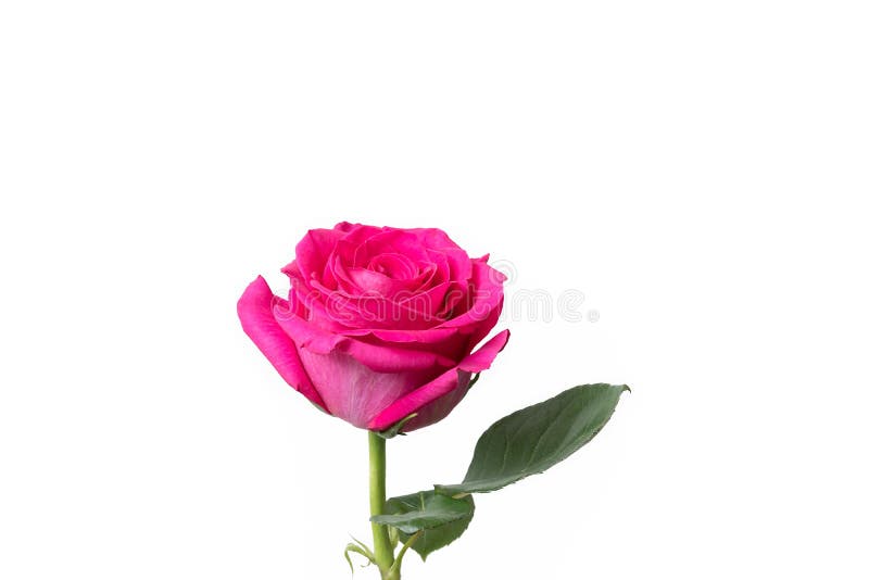 Pink Rose White Background Isolated Stock Image Image of single