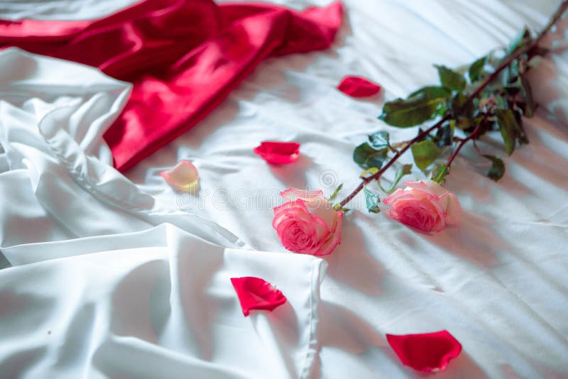 Pink rose on white Bed stock photo. Image of plant, closeup 139073566