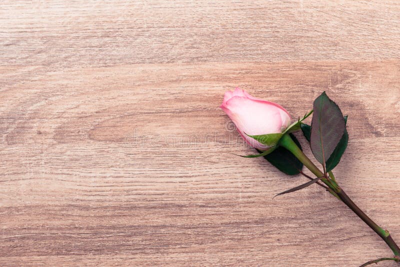 Pink Rose on Wooden Background Stock Photo Image of celebration