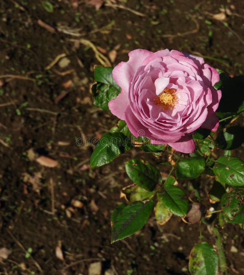 Pink Rose with a Yellow Center Stock Photo Image of flora, delicate 139814886