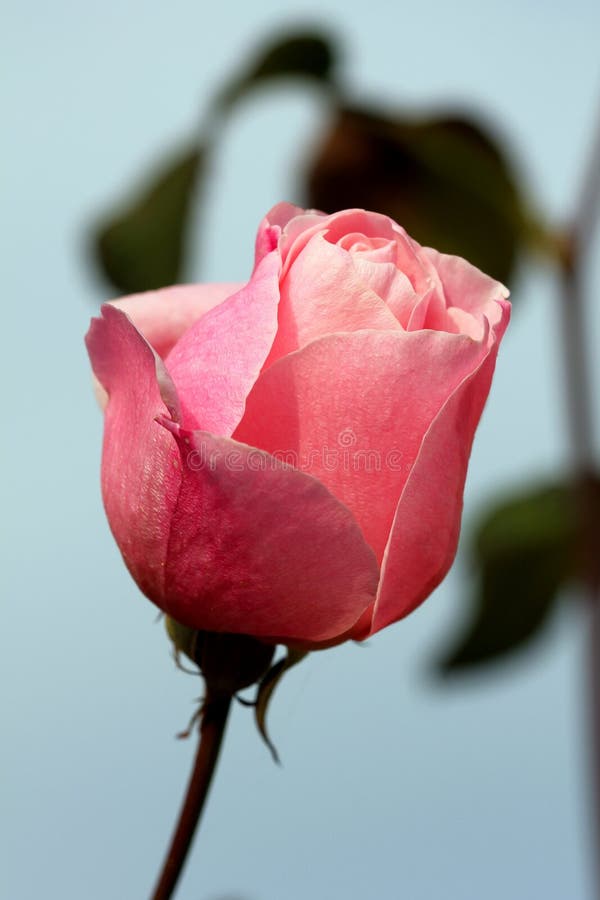 Pink Rosebud Stock Image Image Of Gardner Garden Rosr 95267045