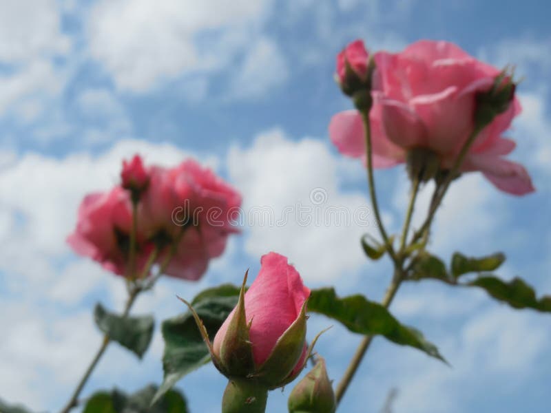 Pink Rosebud stock image. Image of gardner, plant, garden - 95267045