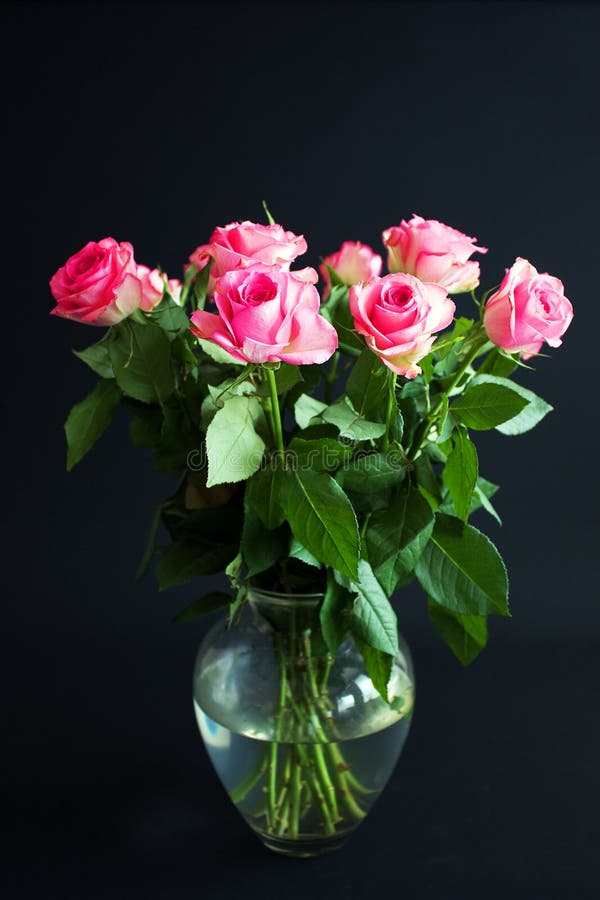 17,541 Black Pink Roses Stock Photos Free & RoyaltyFree Stock Photos
