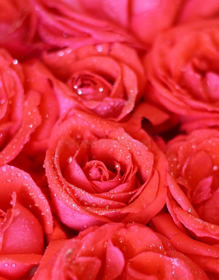 1,251 Pink Glitter Roses Stock Photos - Free & Royalty-Free Stock Photos  from Dreamstime