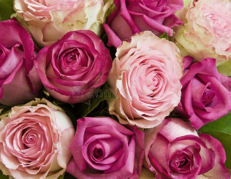 Pink roses