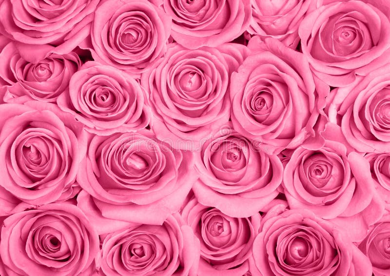 Pink roses