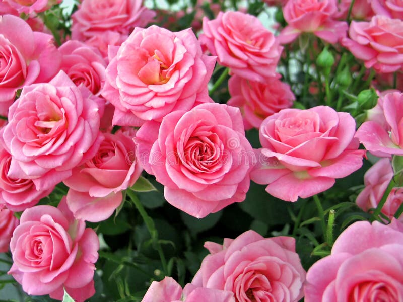 Pink roses stock photos