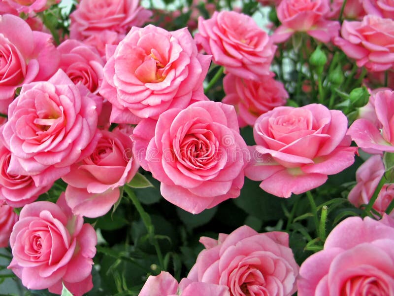 Pink roses