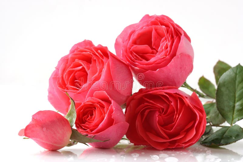 Two Roses stock image. Image of rose, background, anniversary - 16352899