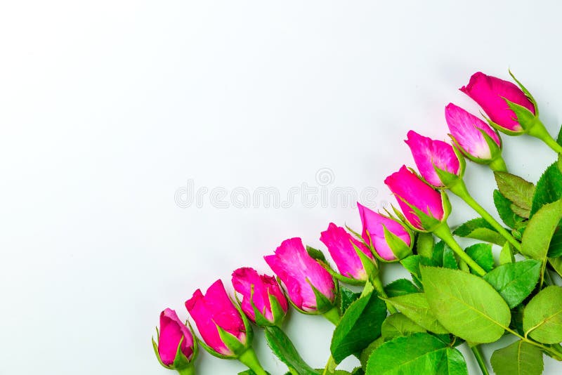 Pink roses arrange on top view flat lay border with copy space,for valentine and wedding sweet love concept vintage tone on white royalty free stock images Pink roses arrange on top view flat lay border with copy space,for valentine and wedding sweet love concept vintage tone on white royalty free stock images