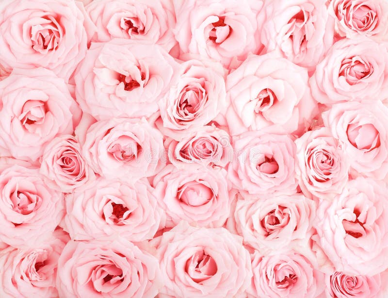Pink fresh roses background, seamless pattern. Pink fresh roses background, seamless pattern