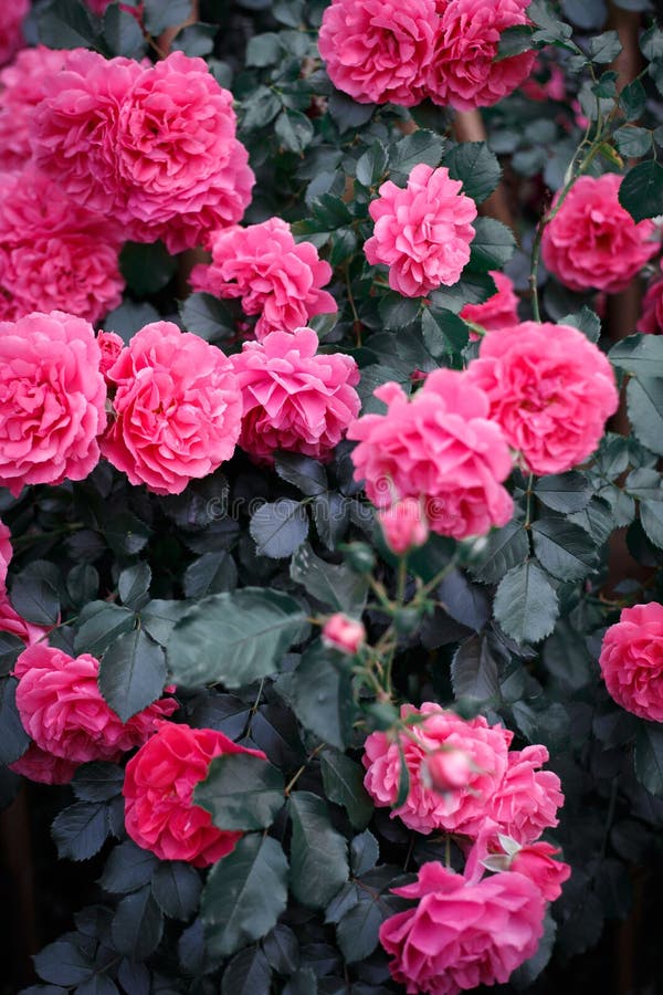 Pink Roses. Background of Blooming Roses. Garden of Roses. Nature Stock