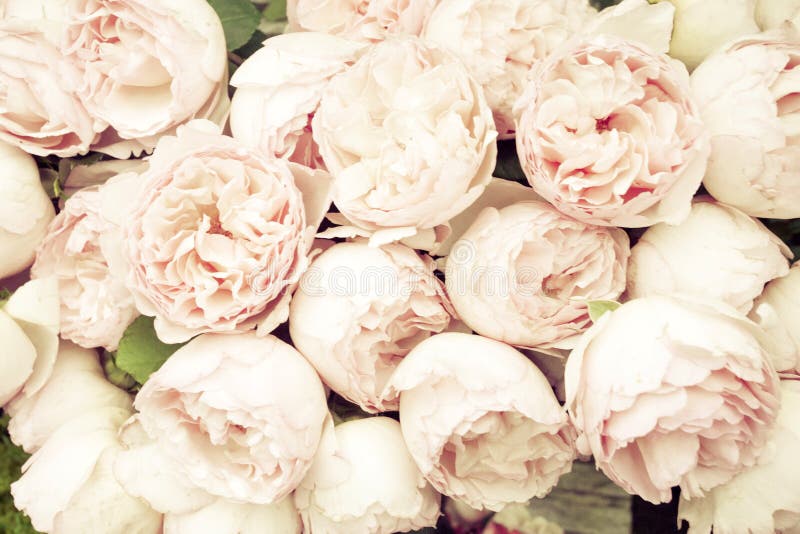Pink roses background stock photos Pink roses background stock photos