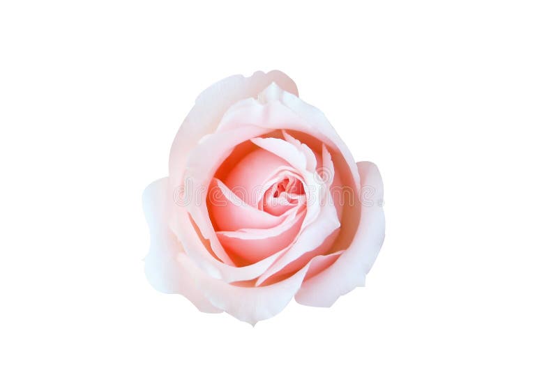 Pink roses background ,Top view isolate beautiful pink rose on white background