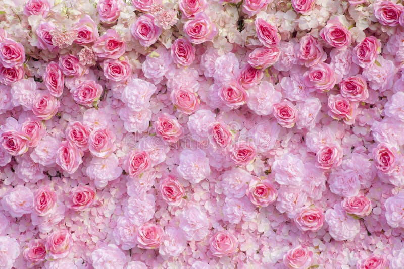 Pink roses background / Pink roses wallpaper