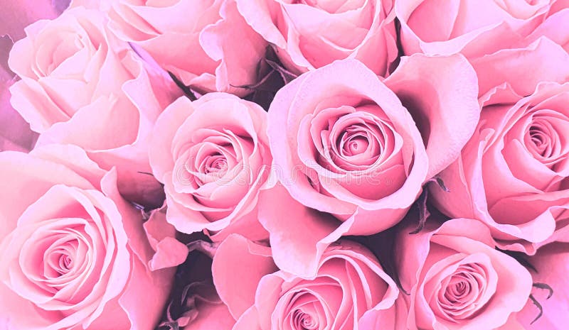 Pink Roses Background Wallpaper Stock Photo - Image of closeup ...