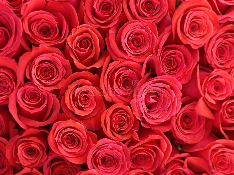 Hoa hồng hồng tươi thắm, tươi trẻ, mang đến một cảm giác ngọt ngào và lãng mạn. Những hình ảnh của loài hoa này được chụp bằng tình yêu và cẩn trọng, đem lại một cái nhìn gần gũi và chân thực.