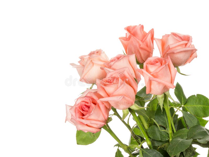 21,313 Beautiful Soft Pink Roses Stock Photos - Free & Royalty-Free ...