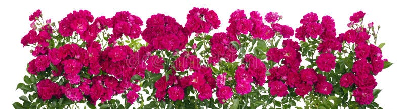 Pink roses big isolated line royalty free stock photo